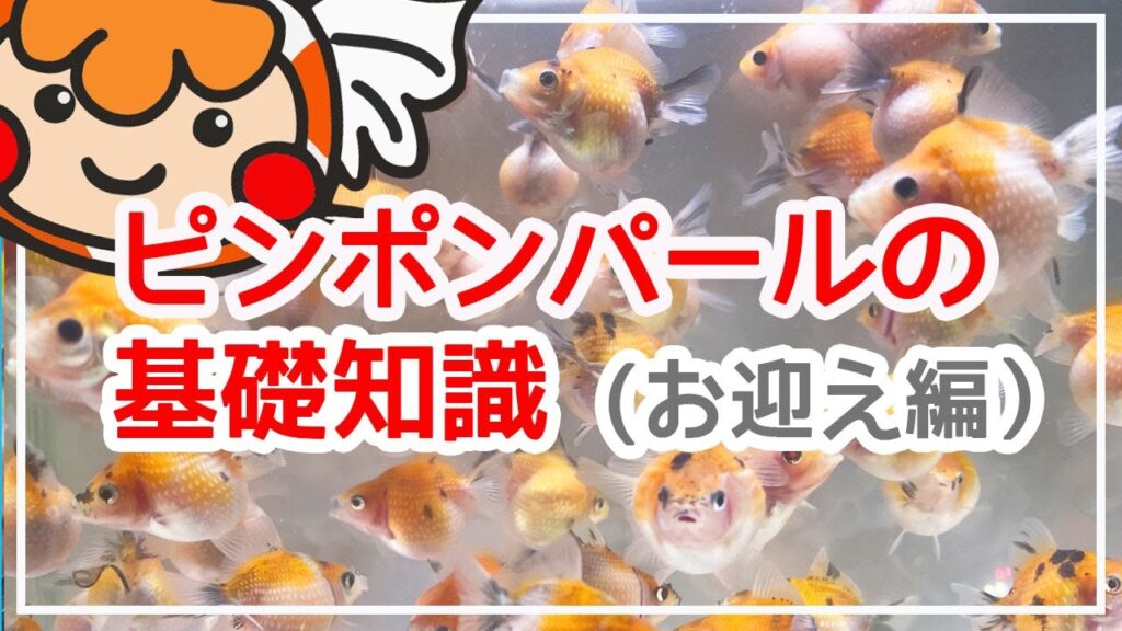 お迎え時のポイント【ピンポンパールの基礎知識】
