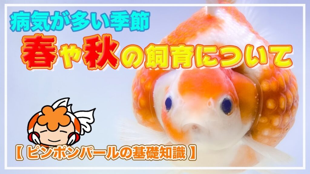 春や秋の飼育について【ピンポンパールの基礎知識】